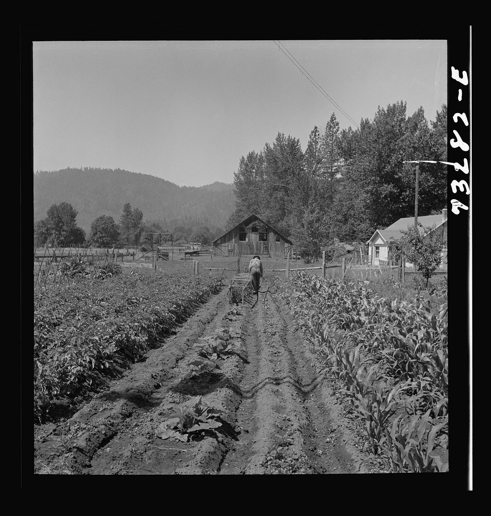 [Untitled photo, possibly related to: Jackson County, Oregon. Garden] by Russell Lee