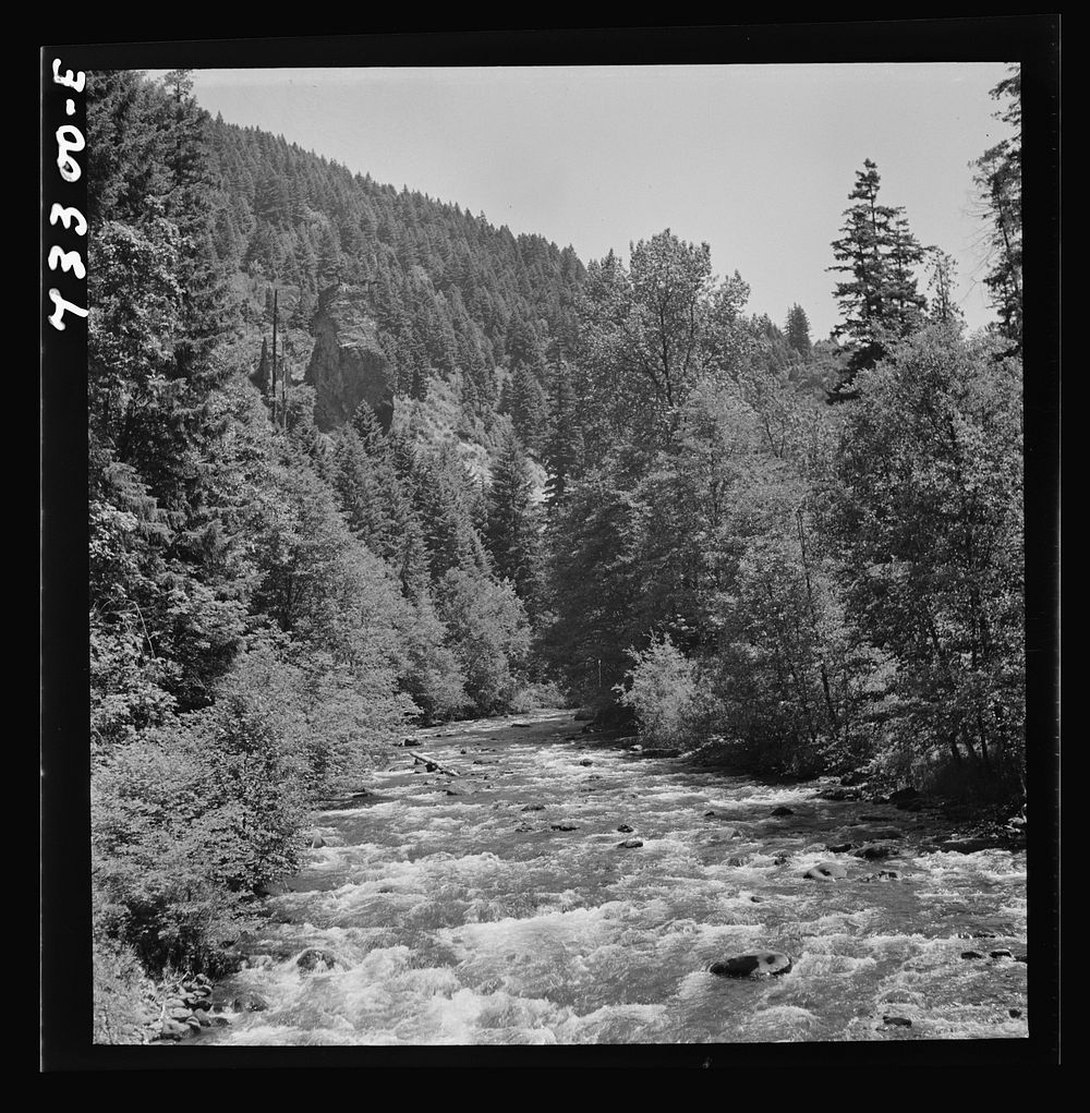[Untitled photo, possibly related to:  Willamette National Forest, Lane County, Oregon. Salt Creek] by Russell Lee