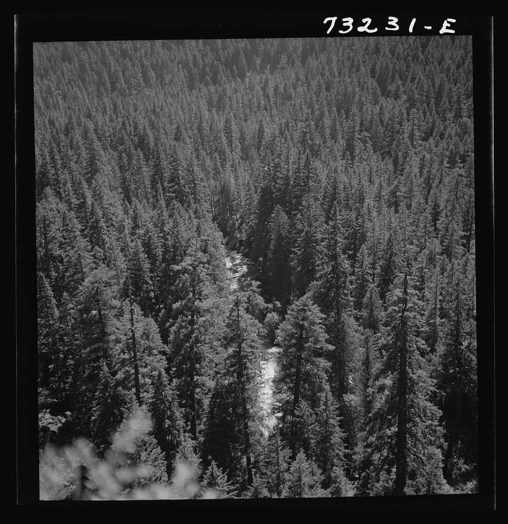 [Untitled photo, possibly related to: Willamette National Forest, Linn County, Oregon. Wooded mountains. The McKenzie River…