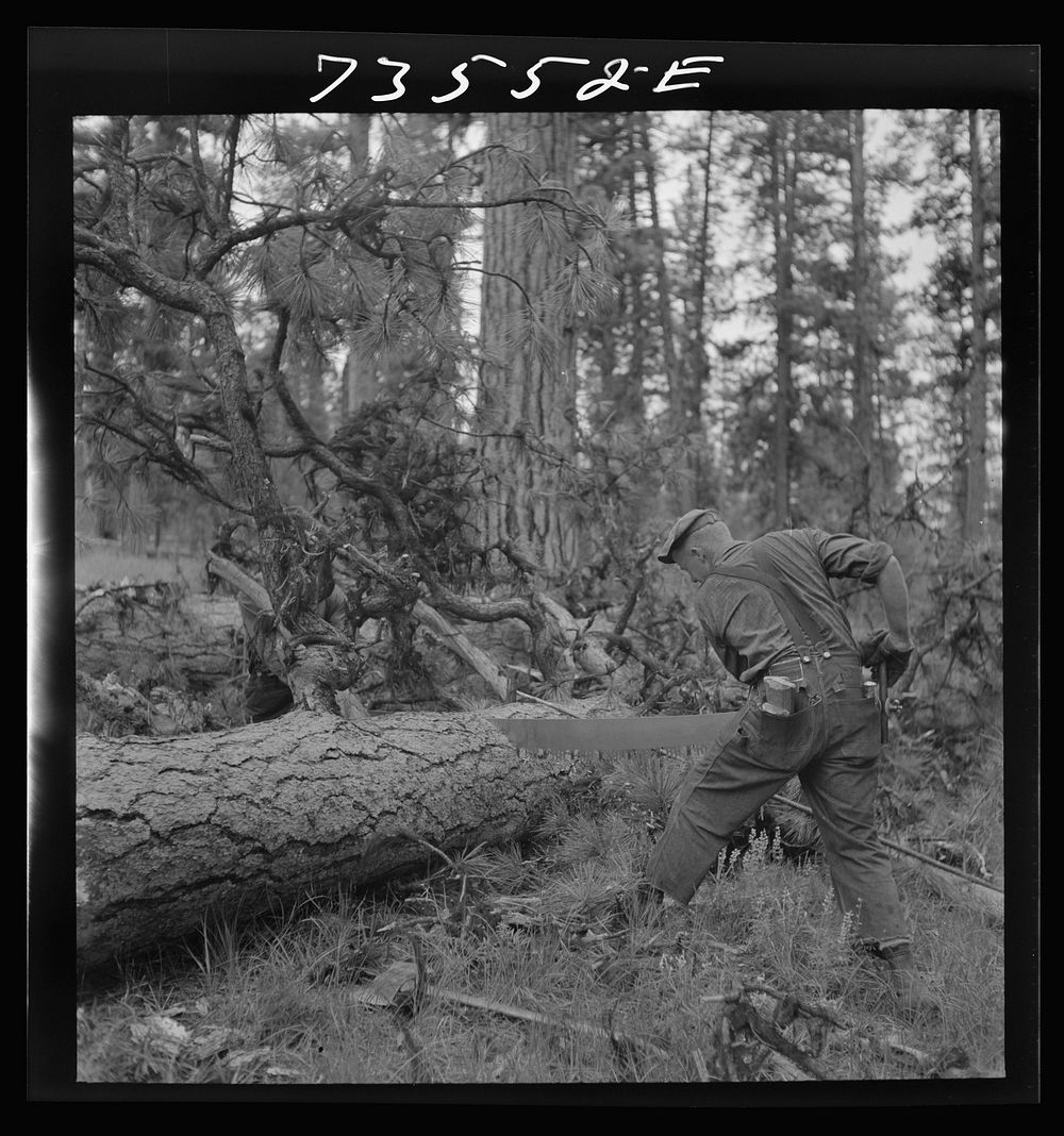 [Untitled photo, possibly related to: Grant County, Oregon. Malheur National Forest. Lumberjack] by Russell Lee