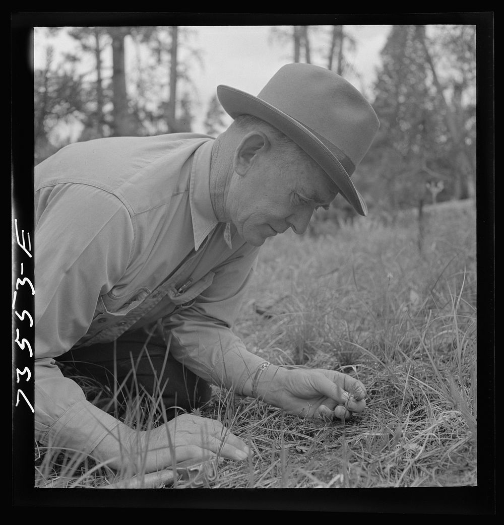 Grant County, Oregon. Malheur National Forest. Forest Service agent examining very young pine tree by Russell Lee