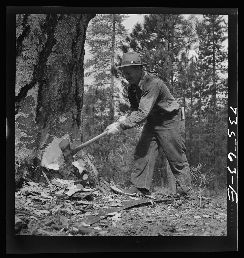 Grant County, Oregon. Malheur National Forest. Lumberjack starting the undercut by Russell Lee