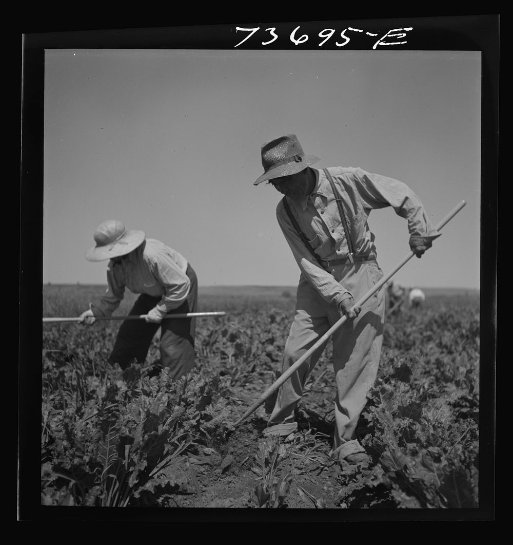 Nyssa, Oregon. FSA (Farm Security Administration) mobile camp. Japanese-American farm worker by Russell Lee
