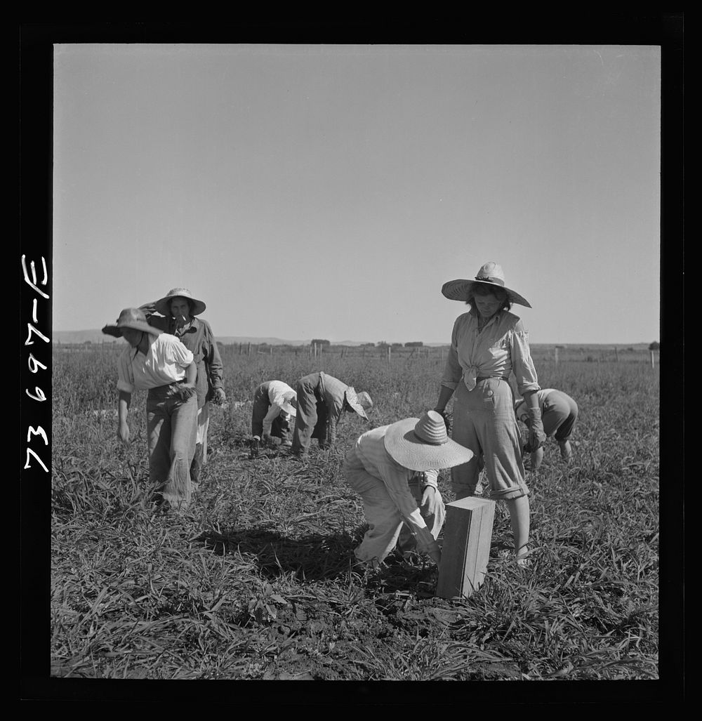 Malheur County, Oregon. Japanese-Americans and white Americans working in a celery field by Russell Lee