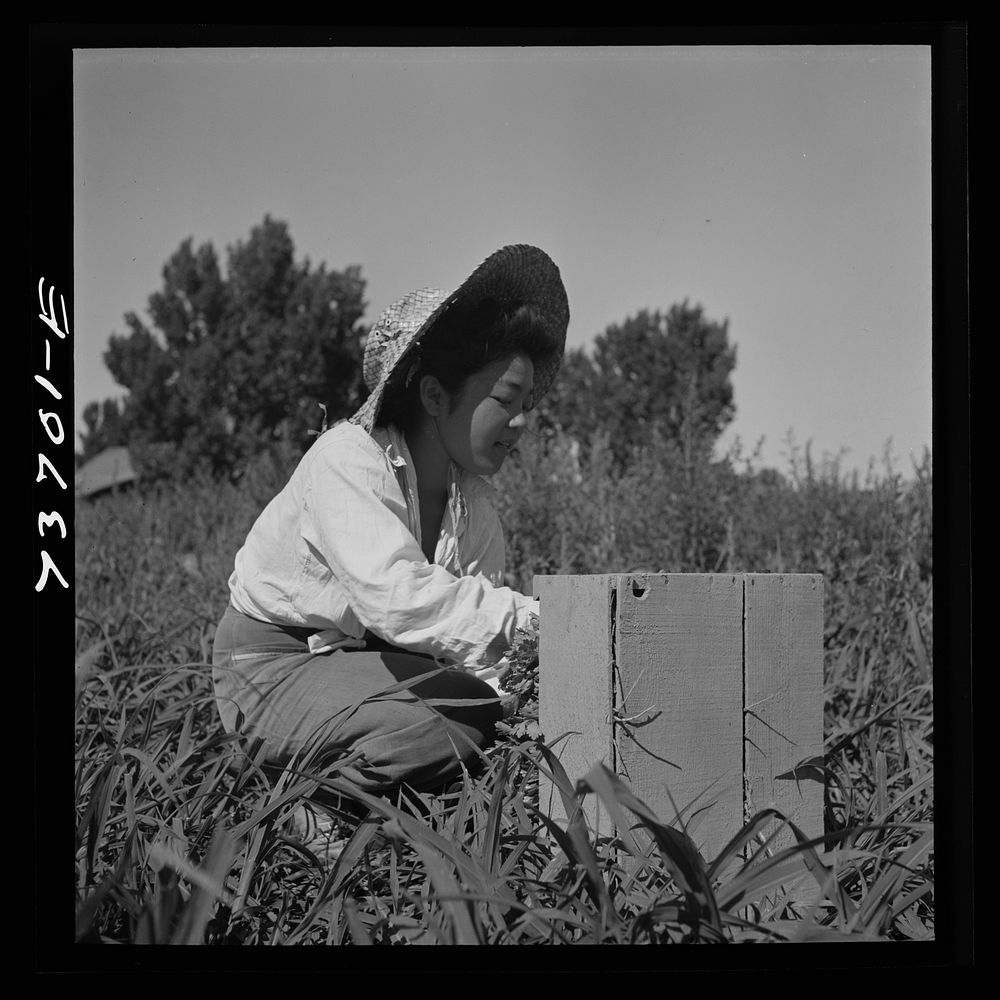 [Untitled photo, possibly related to: Nyssa, Oregon. FSA (Farm Security Administration) mobile camp. Japanese-American farm…