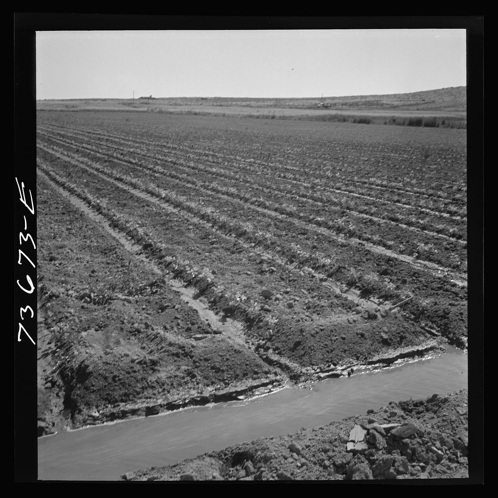 [Untitled photo, possibly related to: Malheur County, Oregon. Celery field and irrigation ditch] by Russell Lee