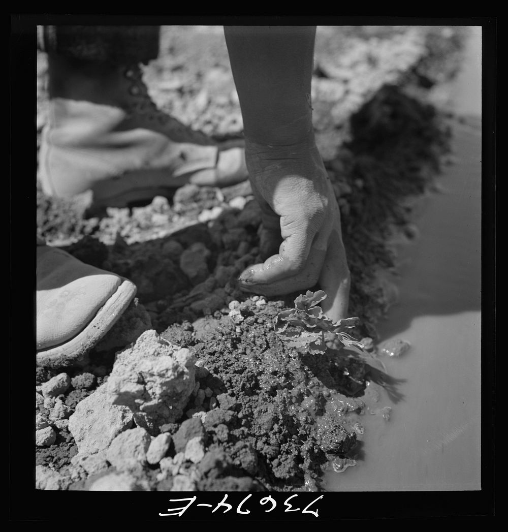 [Untitled photo, possibly related to: Malheur County, Oregon. Japanese-American worker transplanting celery plant] by…