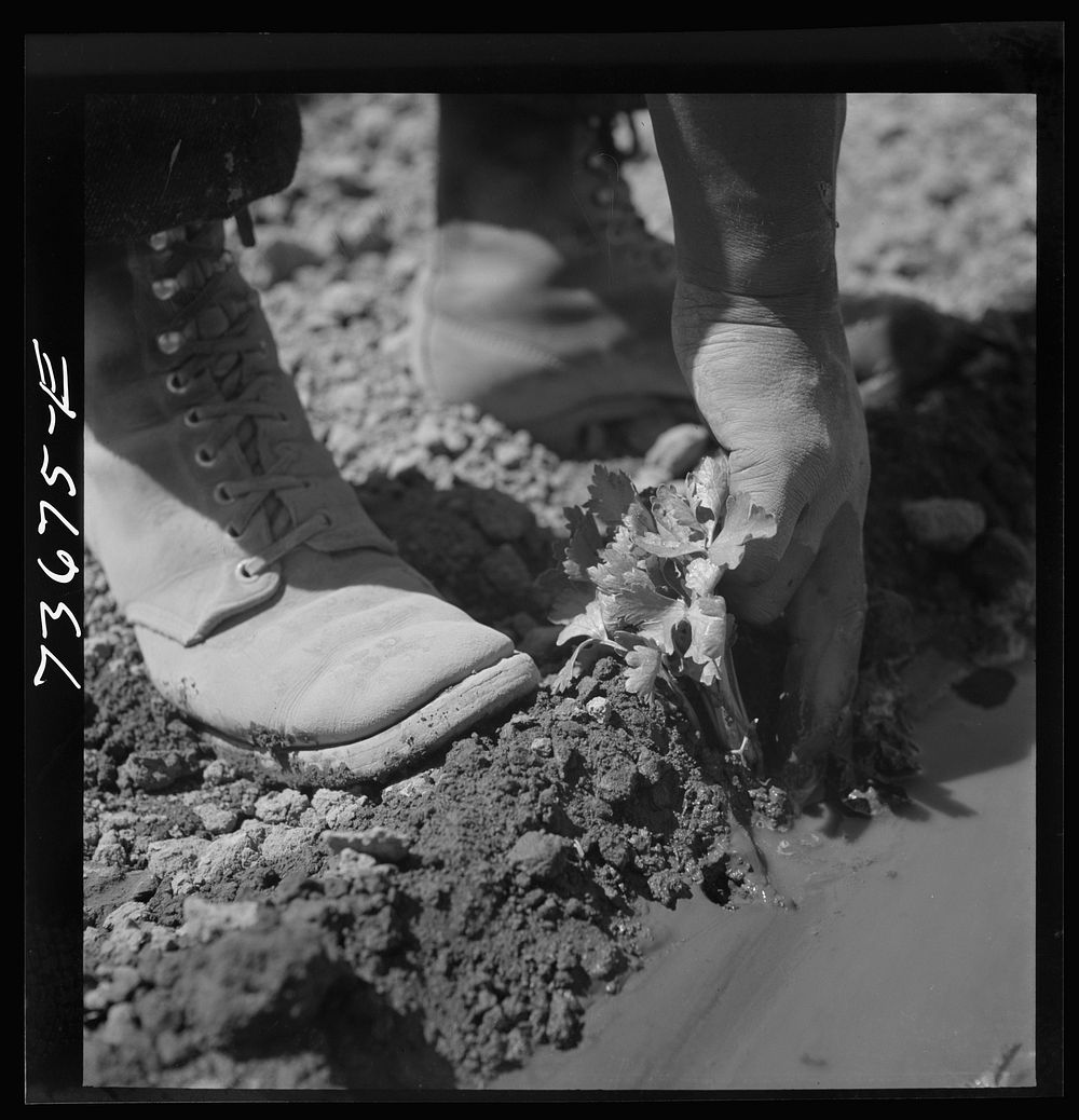 Malheur County, Oregon. Japanese-American worker transplanting celery plant by Russell Lee