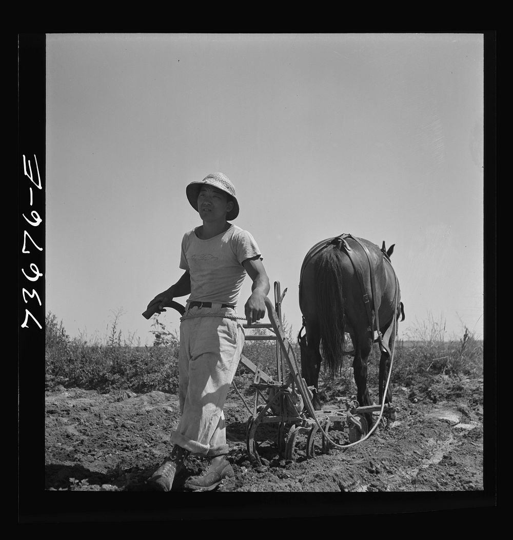 Nyssa, Oregon. FSA (Farm Security Administration) mobile camp. Japanese-American farm worker who lives at the camp by…