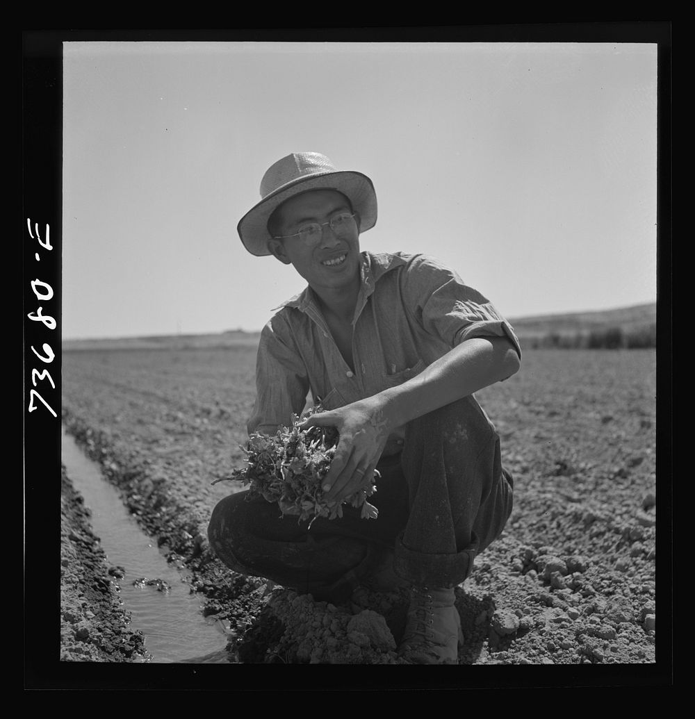 [Untitled photo, possibly related to: Malheur County, Oregon. Japanese-Americans transplanting celery] by Russell Lee