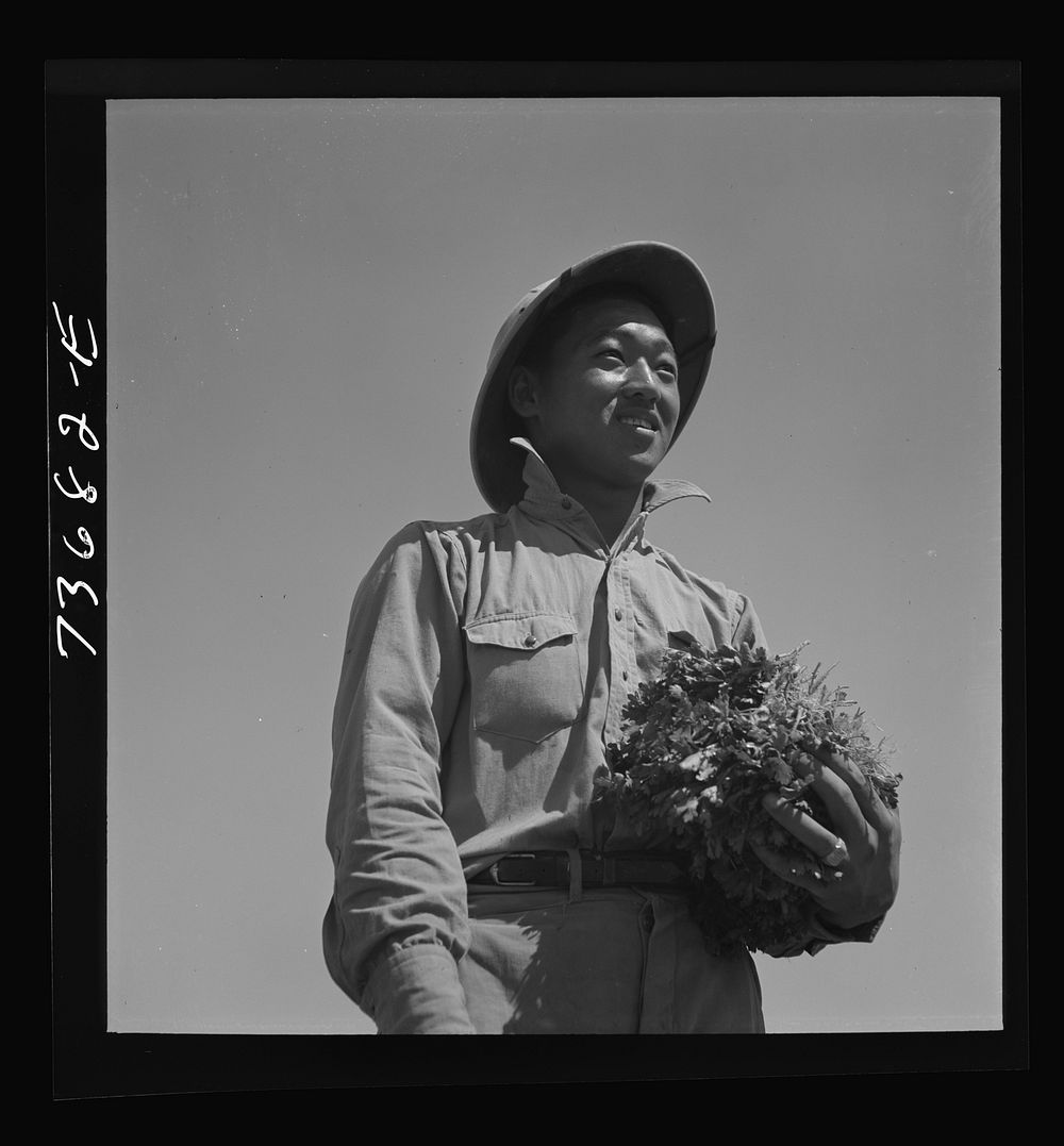 Malheur County, Oregon. Japanese-American farm worker with celery plants by Russell Lee