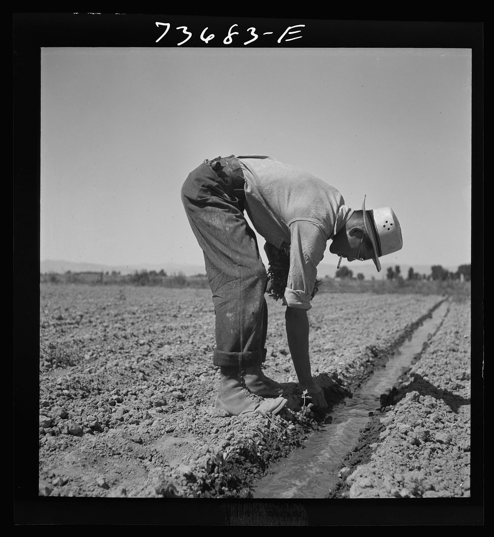 Malheur County, Oregon. Japanese-Americans transplanting celery by Russell Lee