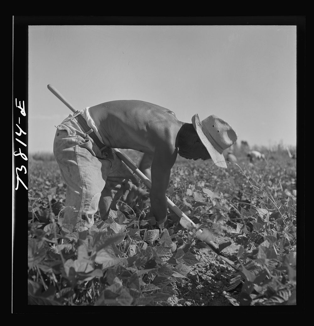[Untitled Untitled photo, possibly related to: Twin Falls County, Idaho. FSA (Farm Security Administration) workers' camp.…