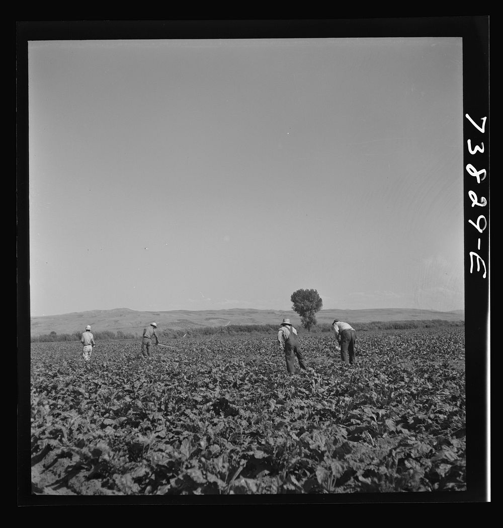Shelley, Idaho (vicinity). Japanese-Americans hoeing sugar beets on farm by Russell Lee
