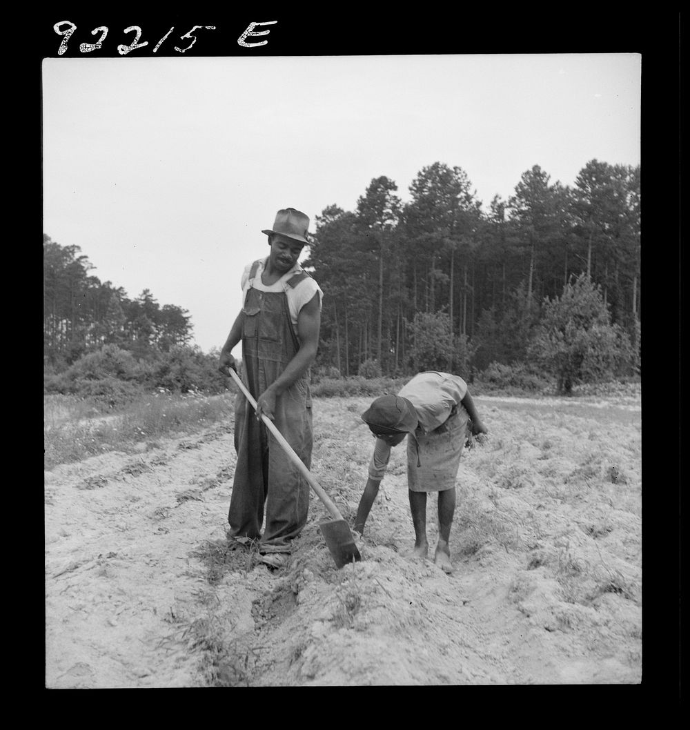 [Untitled photo, possibly related to: Thirteen year old daughter of  sharecropper planting sweet potatoes. She walks down…