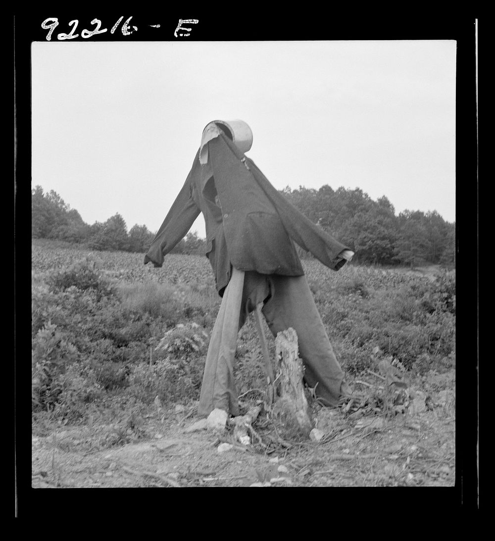 [Untitled photo, possibly realted to: Scarecrow on a newly cleared field with stumps near Roxboro, North Carolina]. Sourced…