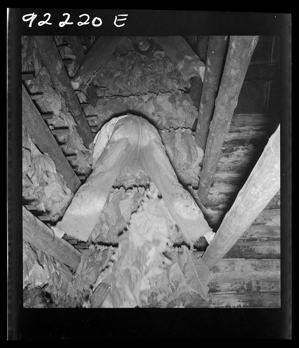 [Untitled photo, possibly related to: Son of tenant farmer hanging up strung tobacco inside the barn. Shoofly, Granville…