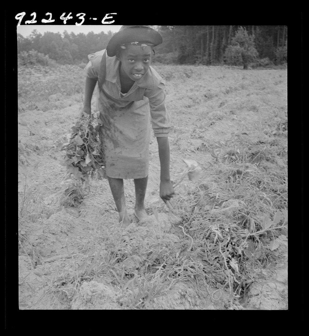 [Untitled photo, possibly related to: Thirteen year old daughter of  sharecropper planting sweet potatoes. She walks down…