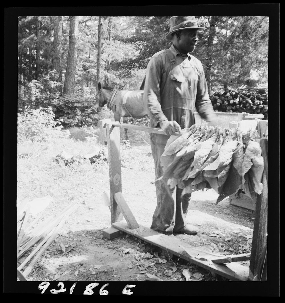 [Untitled photo, possibly related to: Stringing tobacco. Note "horses" for holding the sticks while stringing. Granville…