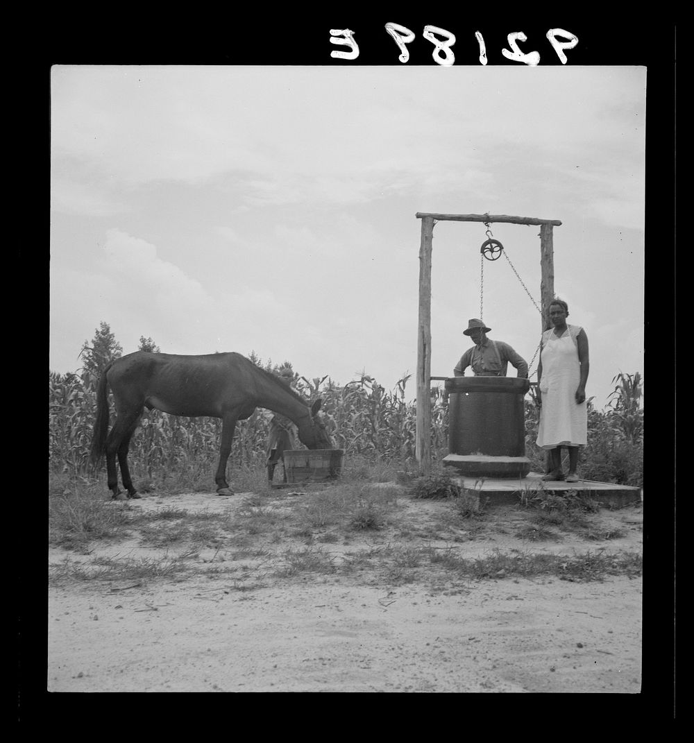 [Untitled photo, possibly related to: Noontime chores. Mules are brought in from the field and watered at well across the…