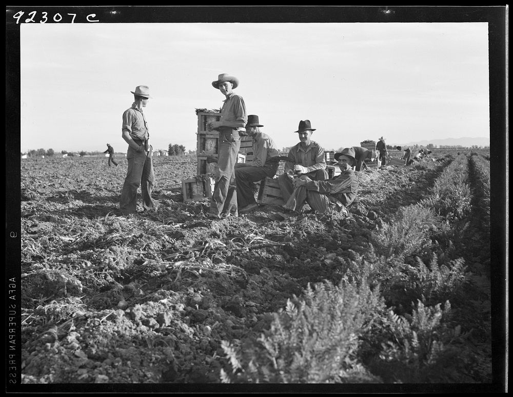 [Untitled photo, possibly related to: Large-scale agricultural gang labor, Mexicans and whites from the Southwest pull…