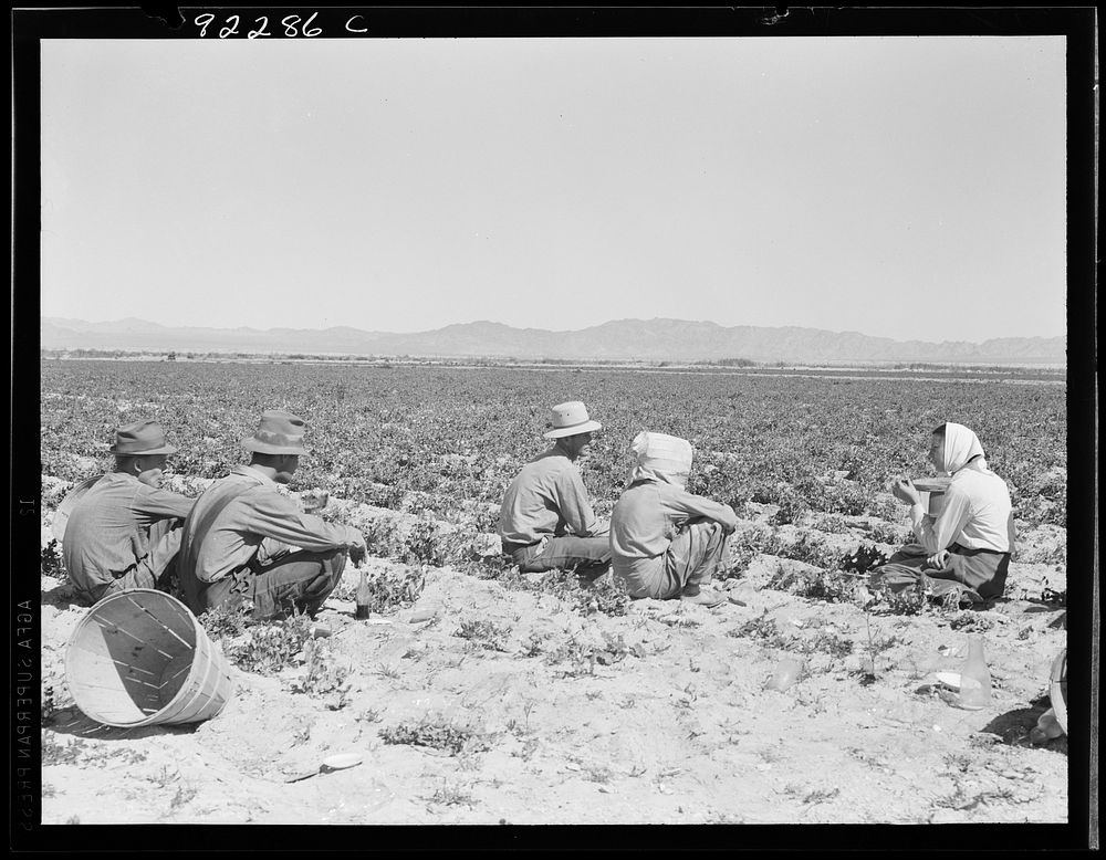 [Untitled photo, possibly related to: Lunchtime in the field. Camp in background. Near Calipatria, California. Pea fields].…