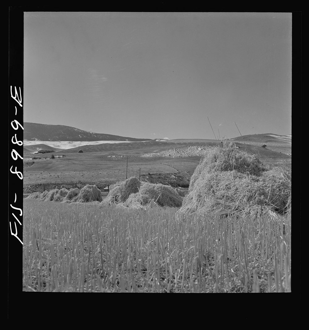 [Untitled photo, possibly related to: Park County, Montana. Oats] by Russell Lee