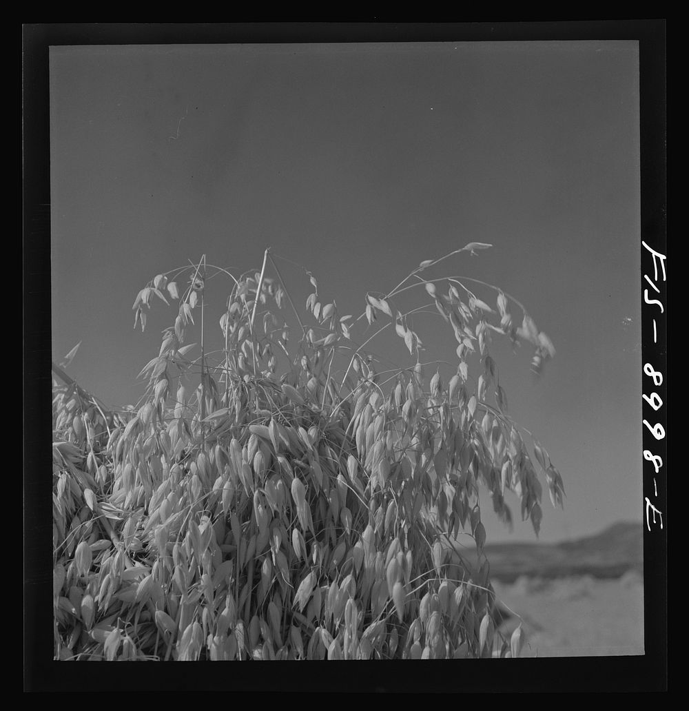 [Untitled photo, possibly related to: Park County, Montana. Oats] by Russell Lee