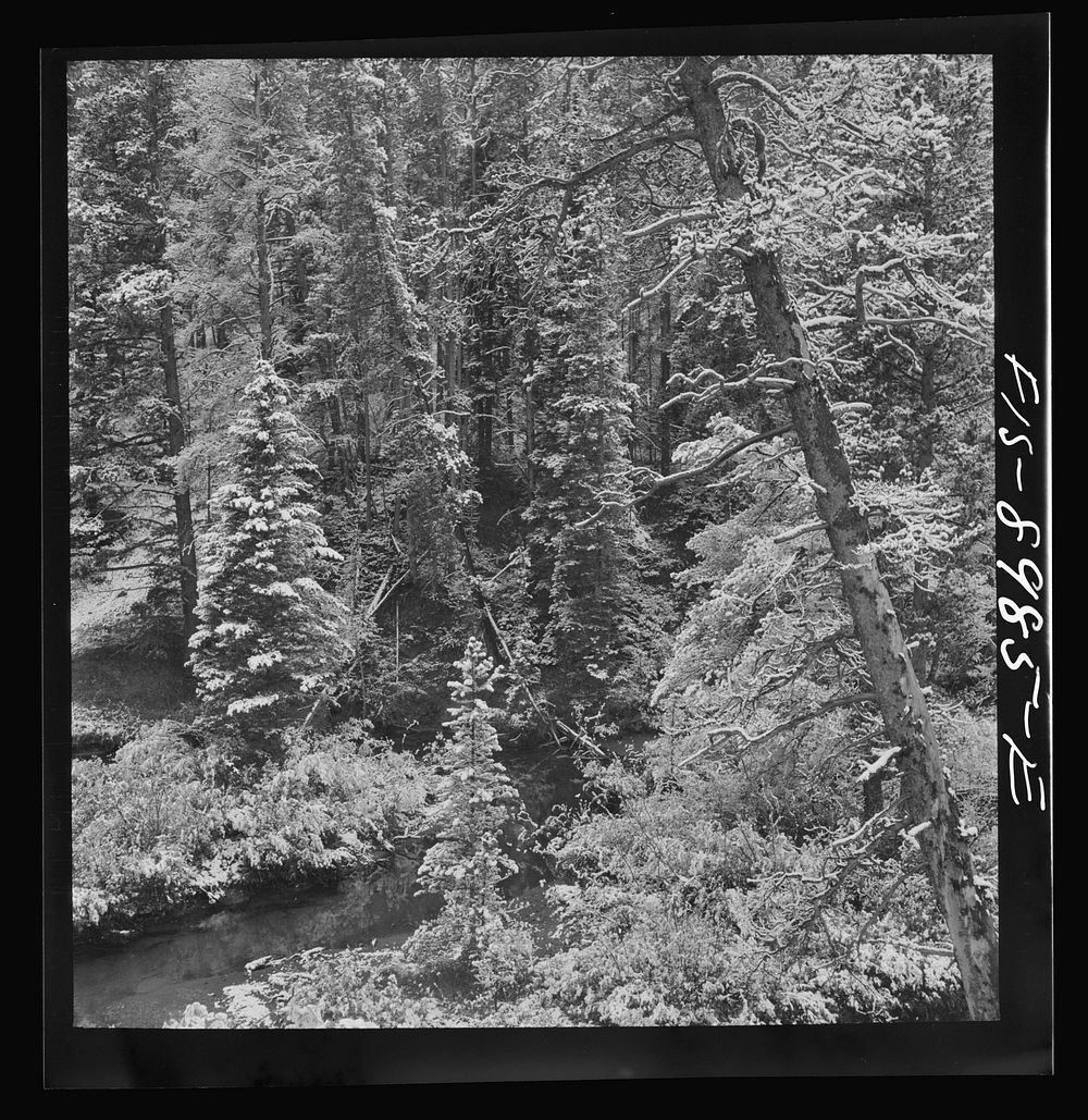 [Untitled photo, possibly related to: Lewis and Clark National Forest, Meagher County, Montana. First snow of the season…