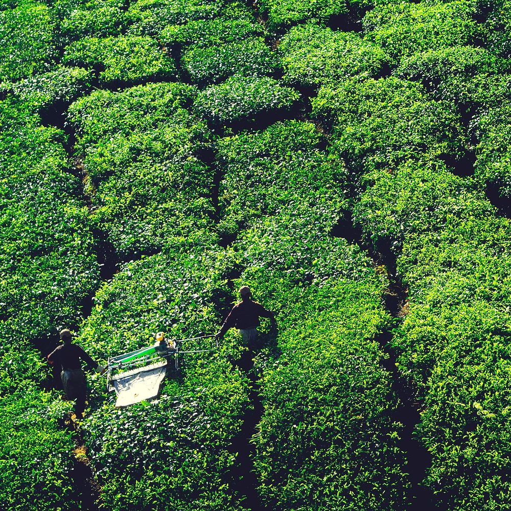 Tea pickers harvesting tea leaves