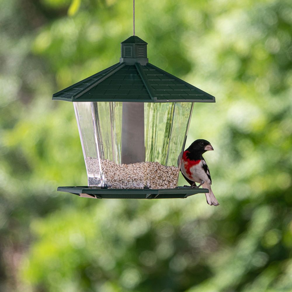 Free bird on a feeder image, public domain CC0 photo.