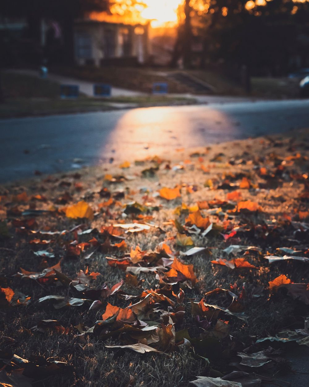 Free autumn fall road with orange leaves photo, public domain nature CC0 image.