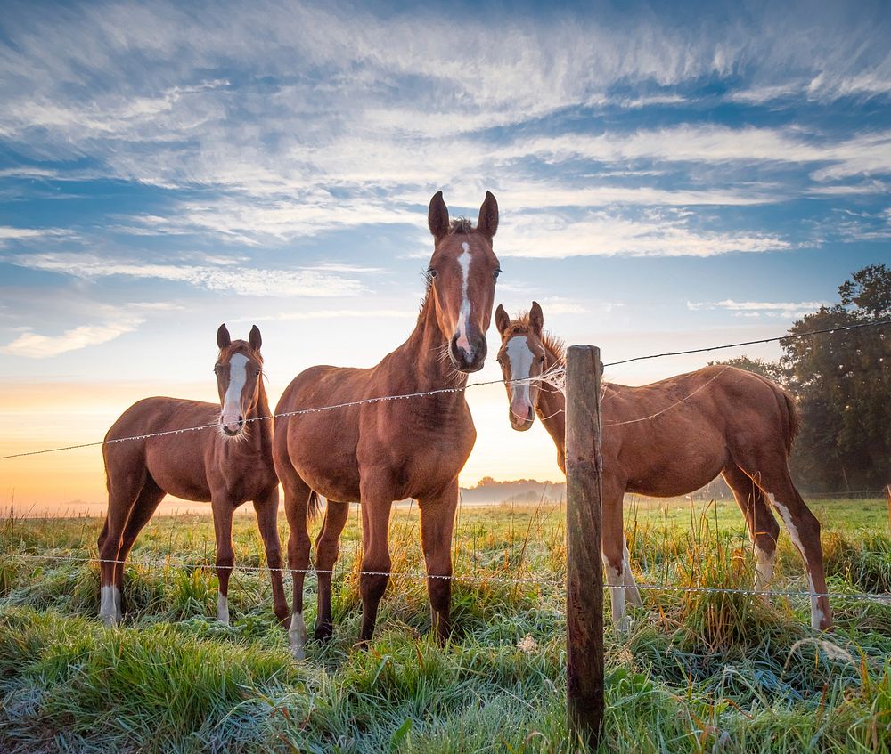 Free image of brown horse in grass, public domain animal CC0 photo.