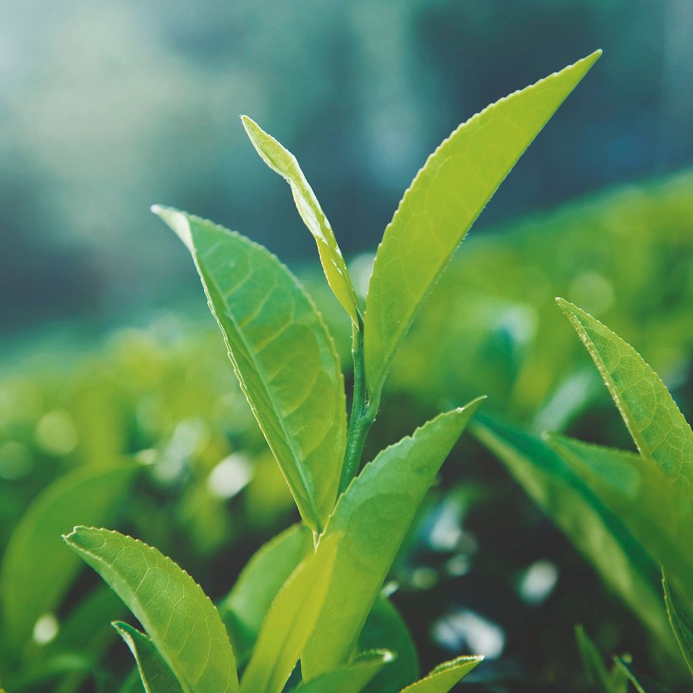 Green tea leaves in Sri Lanka.