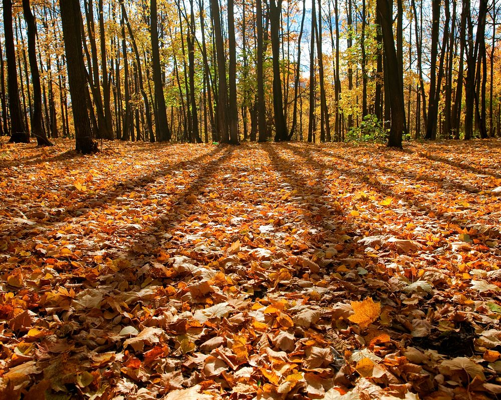 Free autumn image, public domain season CC0 photo.