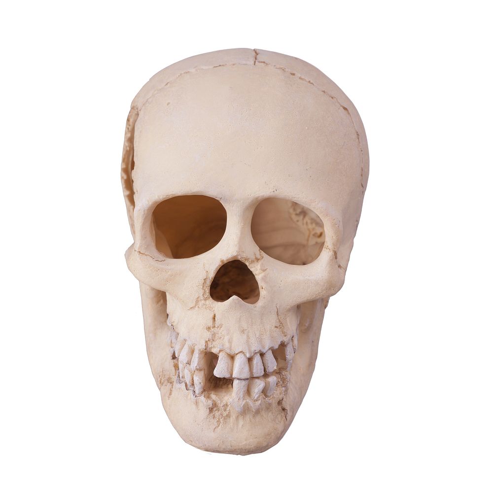 Free human skull photo, public domain skeleton CC0 image.