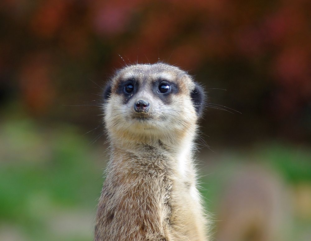 Free meerkat image, public domain animal CC0 photo.