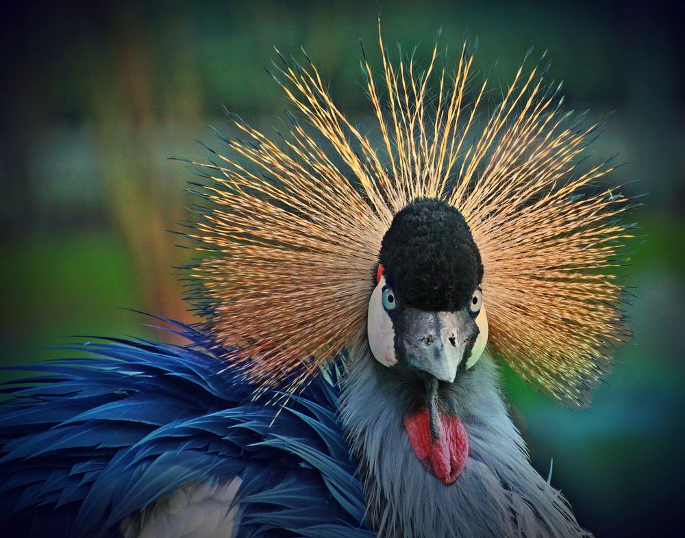 Free close up peacock image, public domain animal CC0 photo.