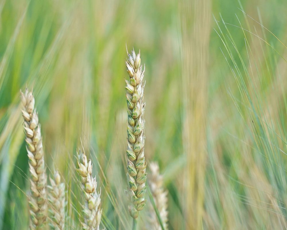 Free green, grain, wheat, close up public domain CC0 photo