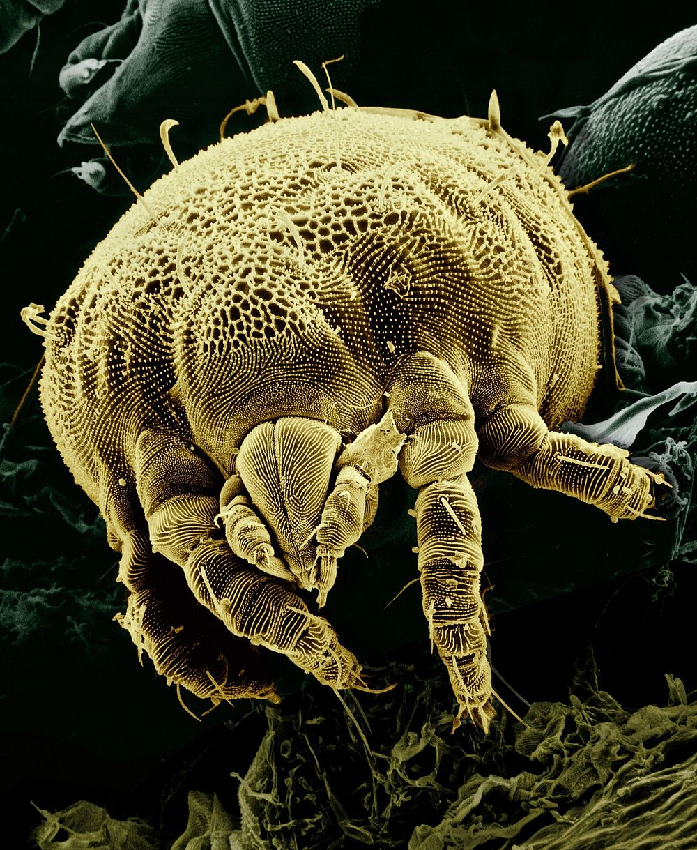 Free bee closeup image, public domain animal CC0 photo.