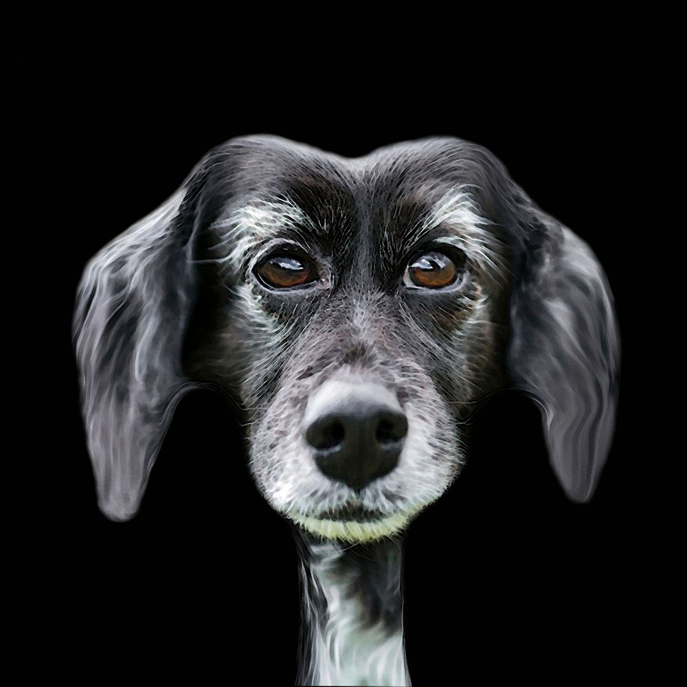 Free black and white dog's face painting image, public domain animal CC0 photo.