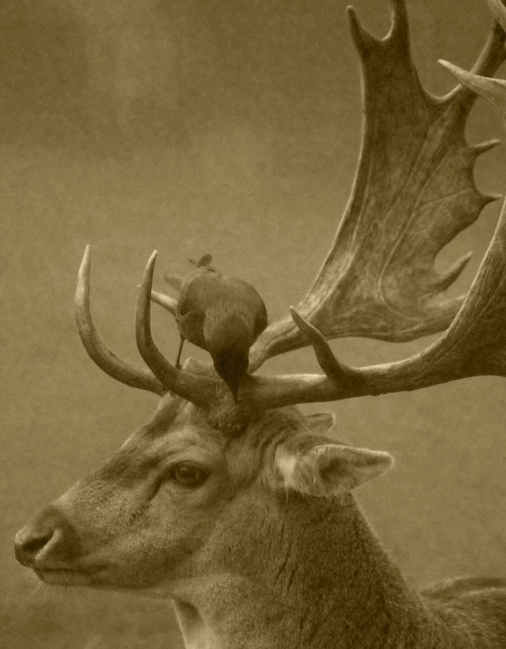 Free bird sitting on elk antler image, public domain animal CC0 photo.