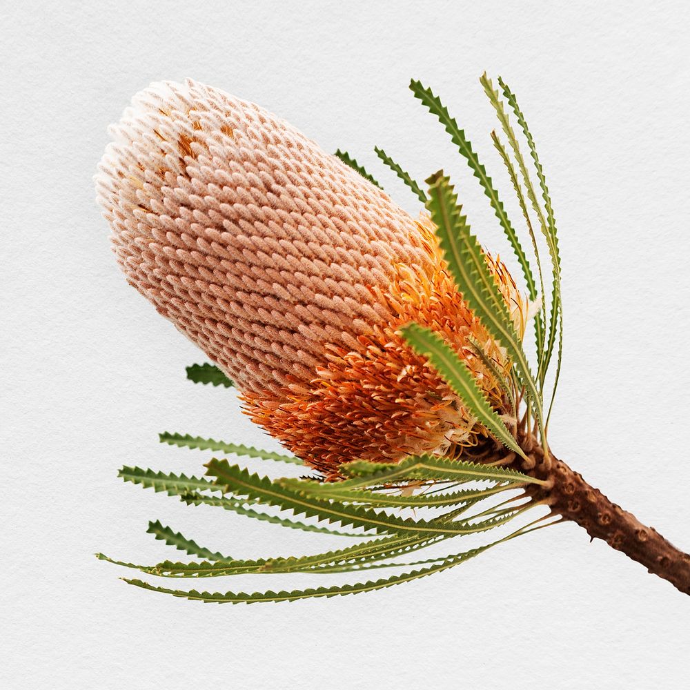 Hooker's banksia isolated on white background