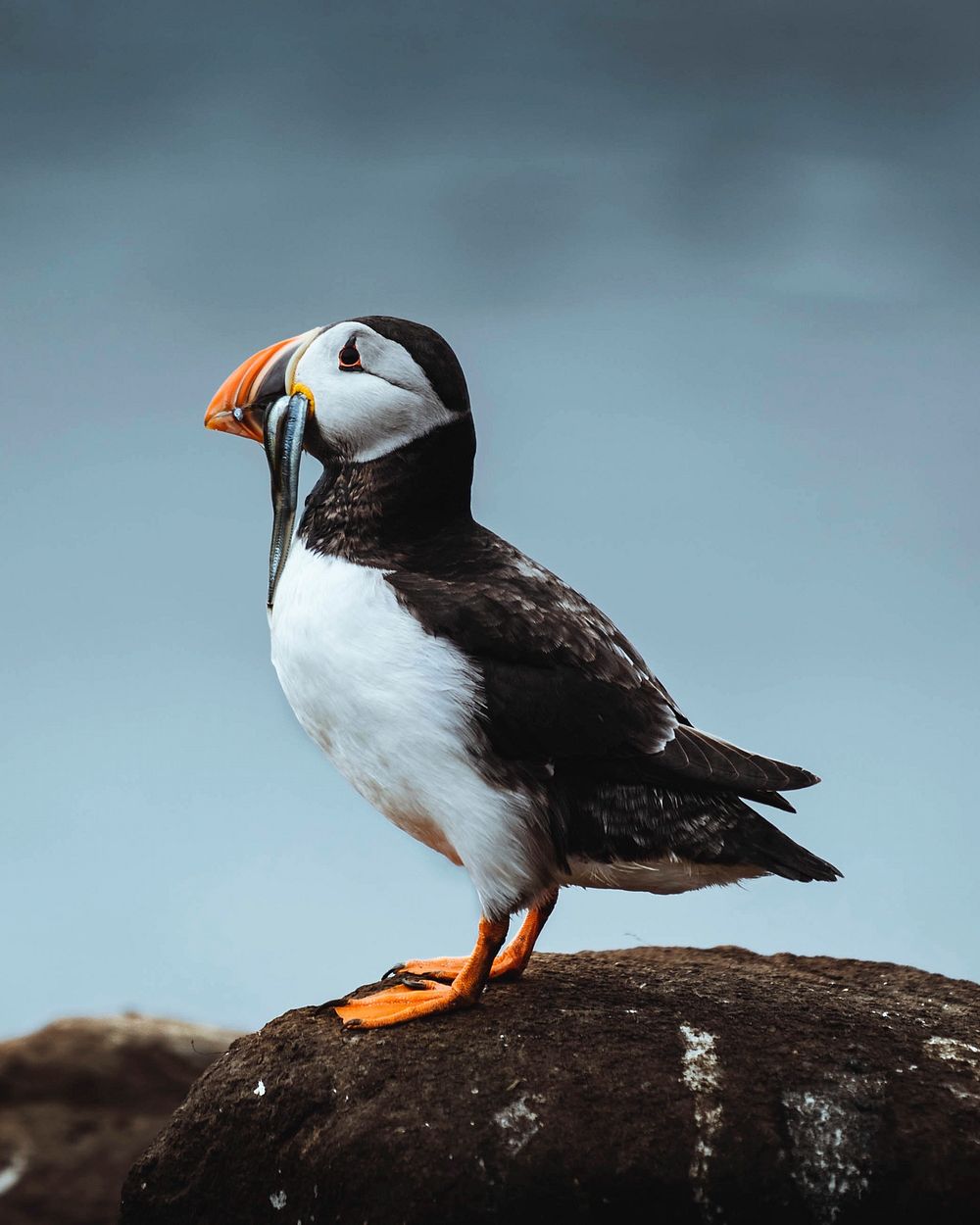 Closeup of a puffin with fish in its beak