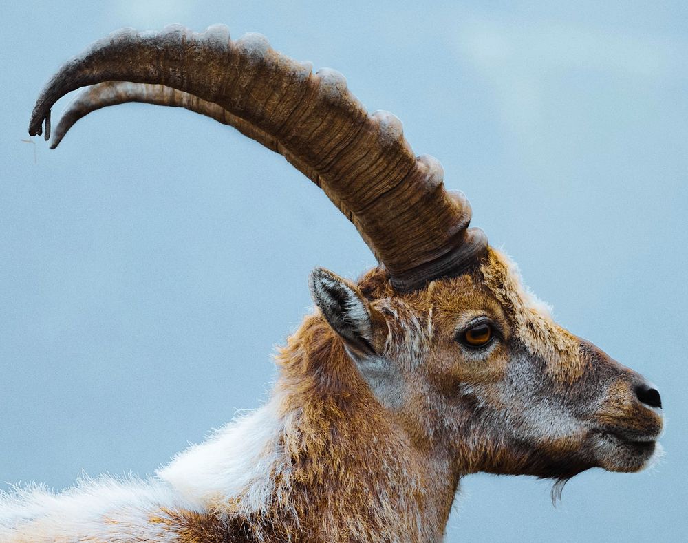 Alpine ibex in Chamonix Alps in France