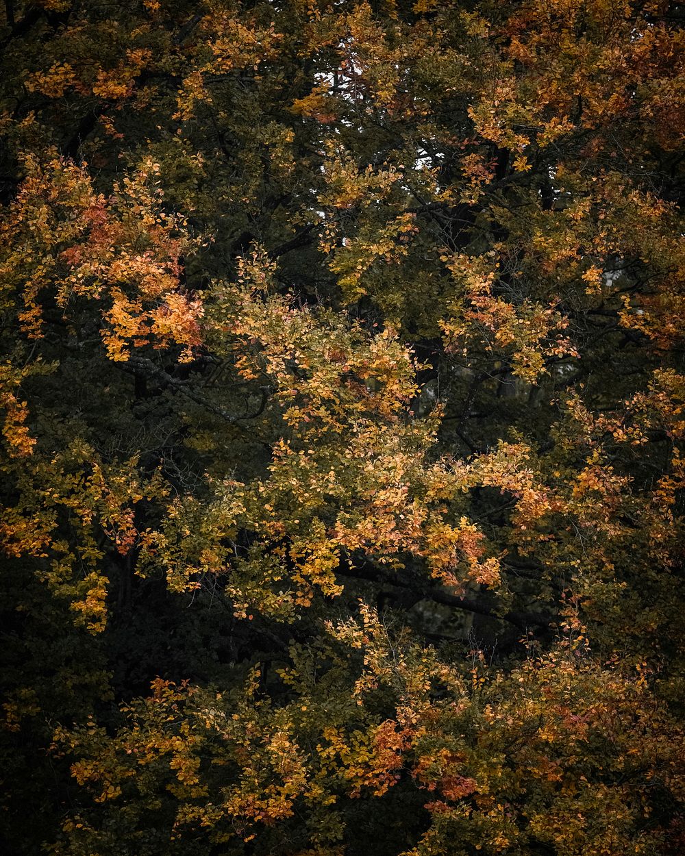 Colors of autumn close up