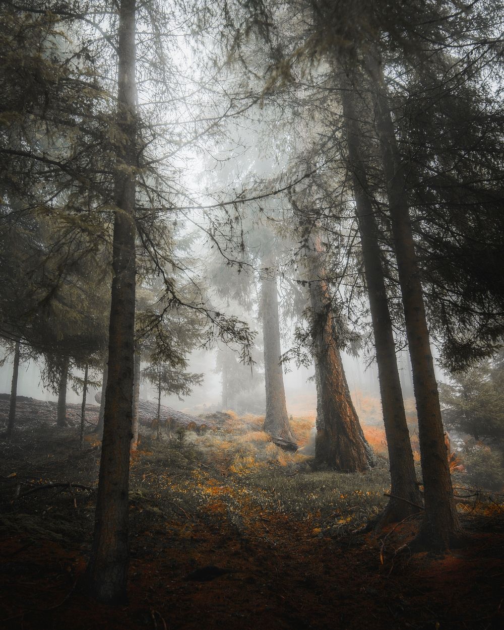 Forest in the Dolomites mountain