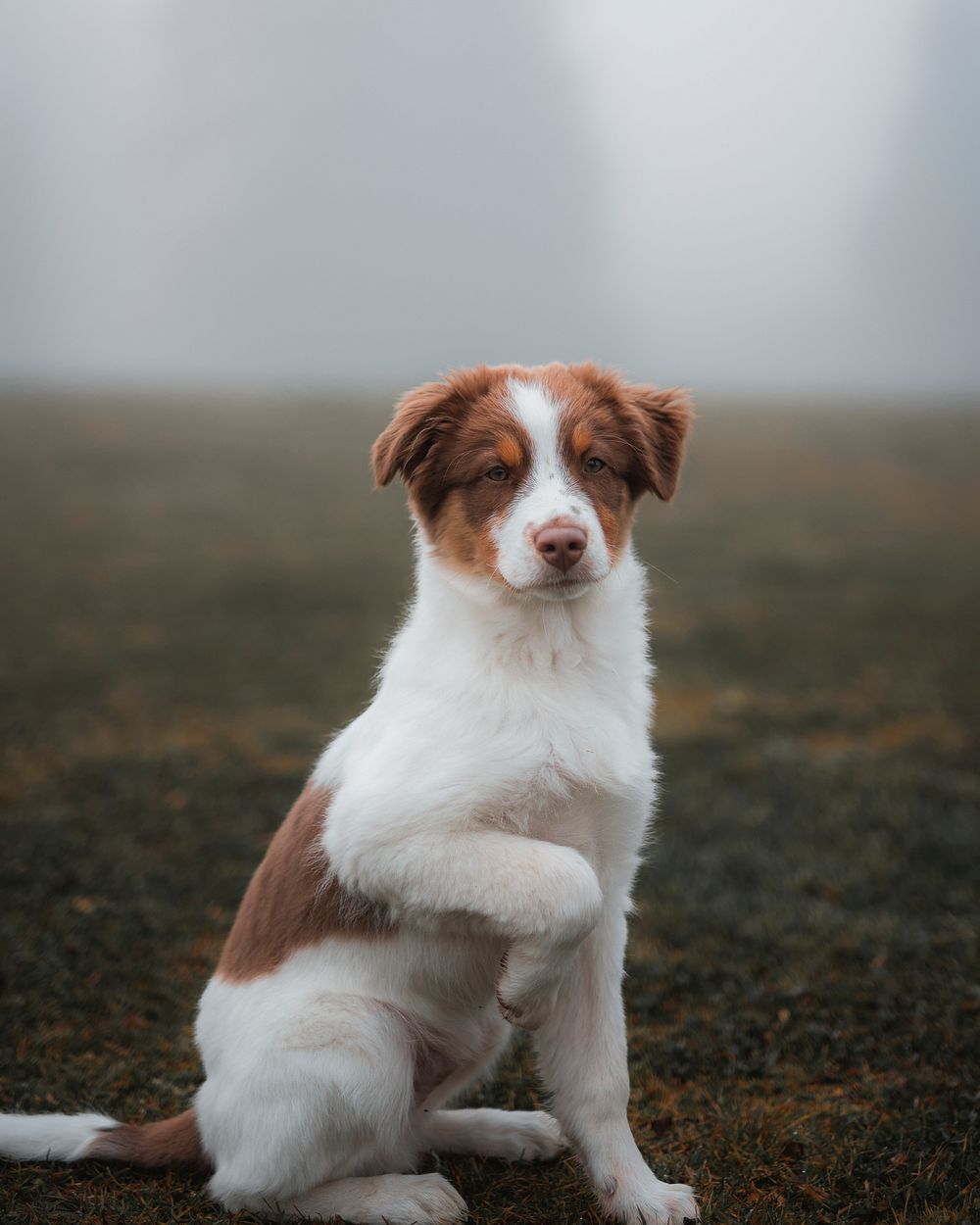 Dog at a misty field