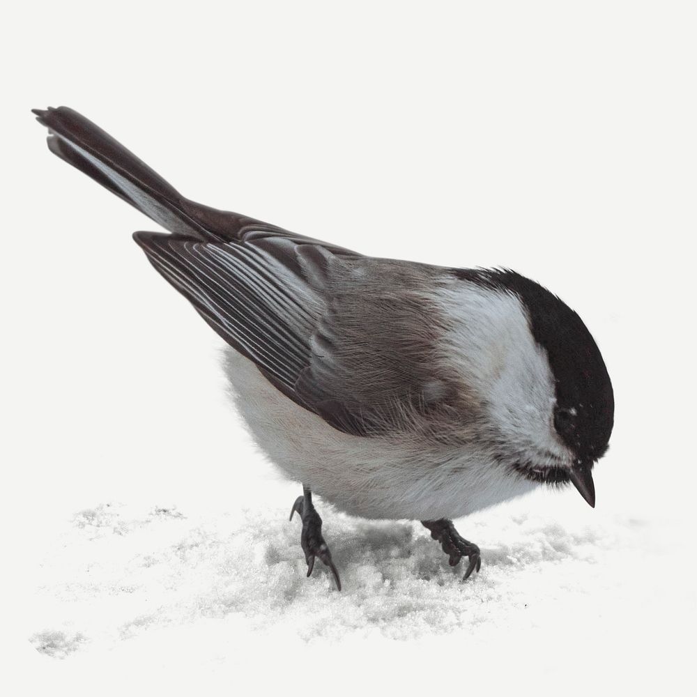 Willow Tit bird isolated on white background mockup
