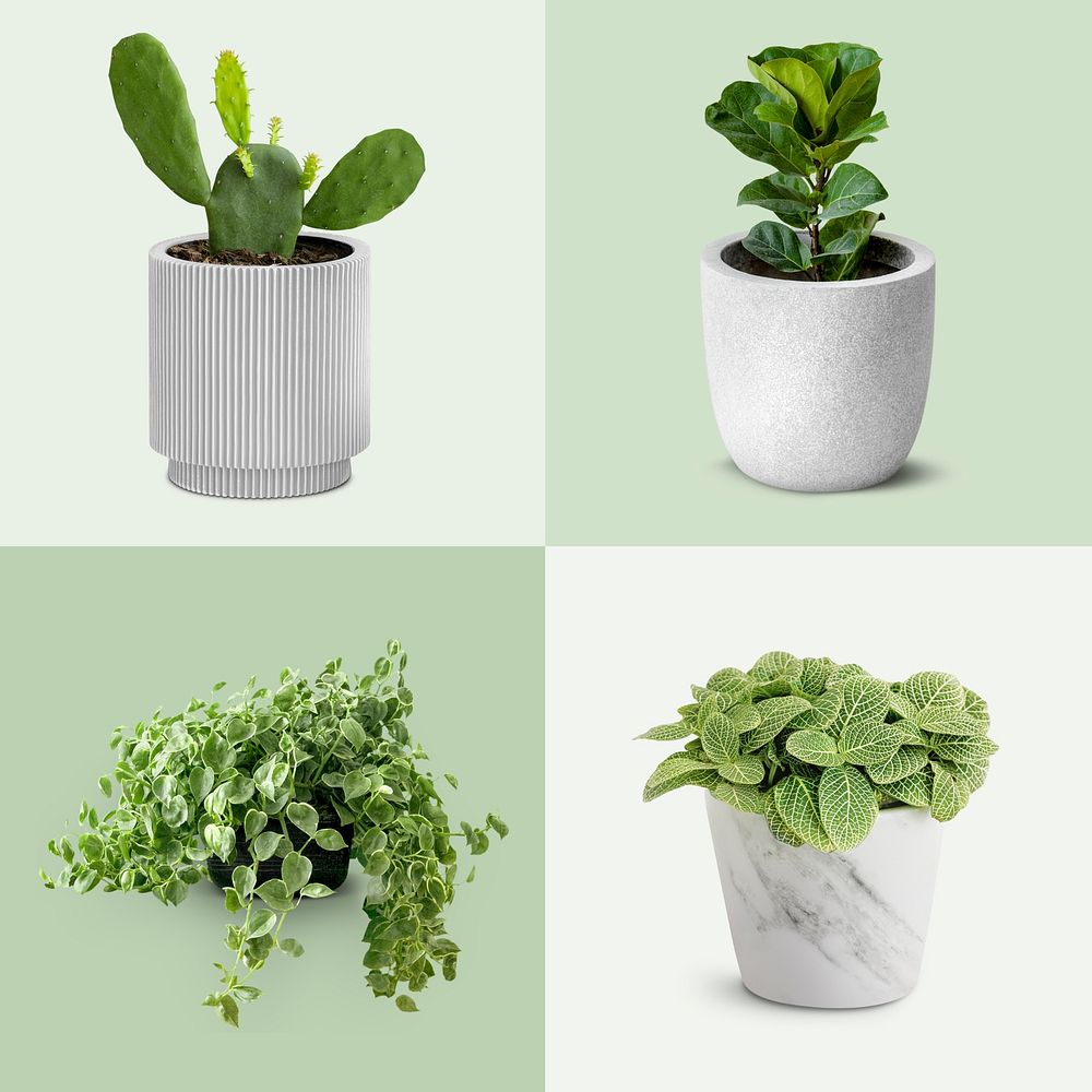 Plant in a ceramic pot mockup design resources